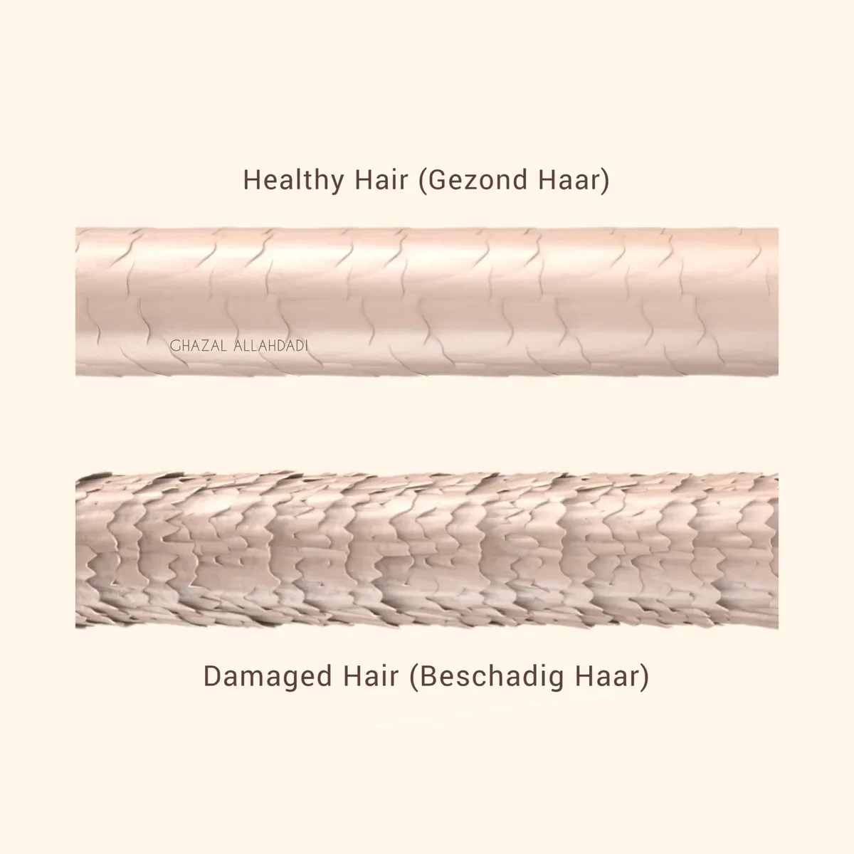Vergelijking van gezond haar (glad, glanzend) en beschadigd haar (ruwe schubbenlaag)